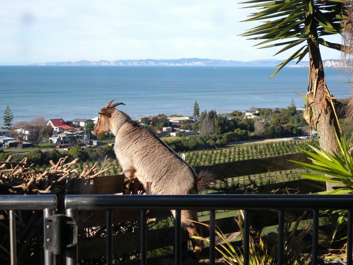 Sol Y Mar B&B Tangoio Zewnętrze zdjęcie
